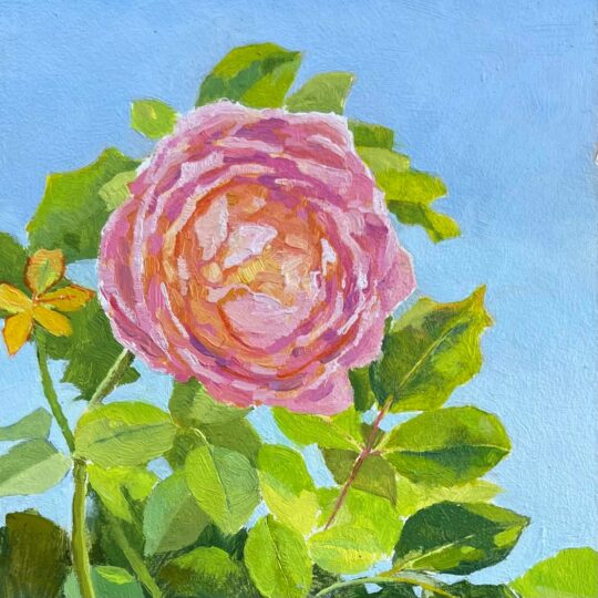 "Roses #3" <br /> Oil, 6x6