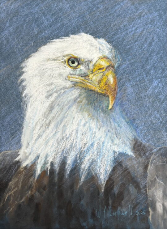 "American Eagle" <br /> Pastel, 12.5 x 9.5
