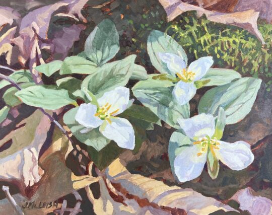 "Snow Trillium II" <br /> Oil, 8x10