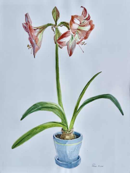 "Amaryllis II" <br /> Watercolor, 22.5 x 30