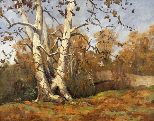 "Sycamores of Garfield Park" <br /> Oil, 16x20