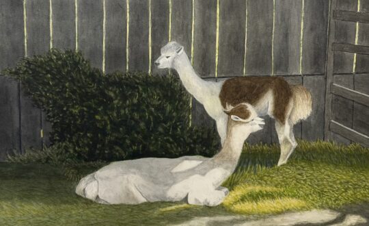 "Alpaca Attitude" <br /> Watercolor, 20x24