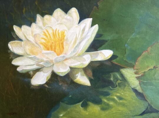 "Waterlily" <br /> Oil, 12x16