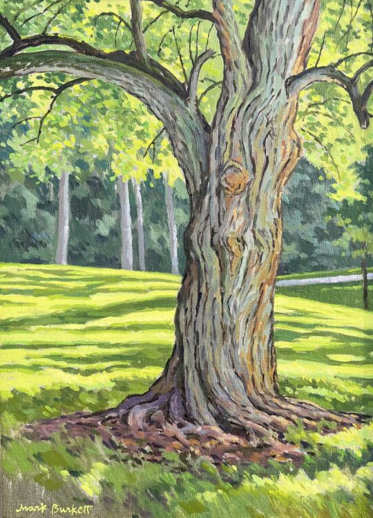 Deming Park Mulberry