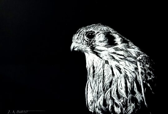 Sparrow Hawk