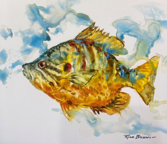 Bluegill