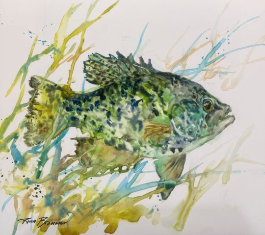Crappie