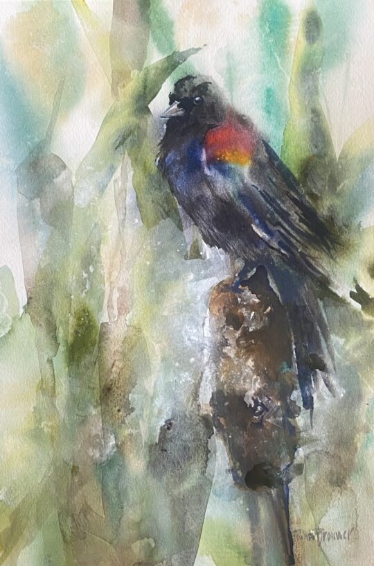 Red Winged Blackbird