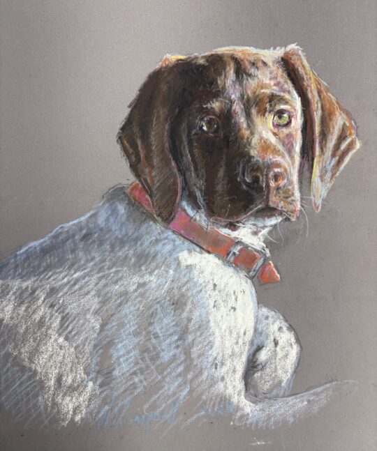 Doc (German Short Haired Pointer)