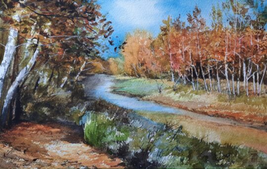 Cottonwoods vs Sycamores Along the Whitewater River