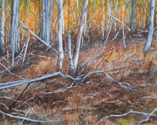 Hunting The Aspens