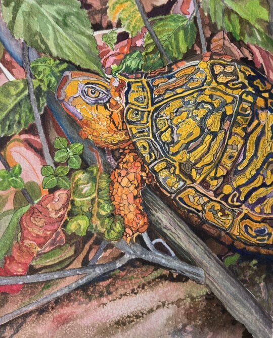 Eastern Box Turtle