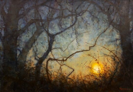 Full Moon Magic Yellowwood Forest