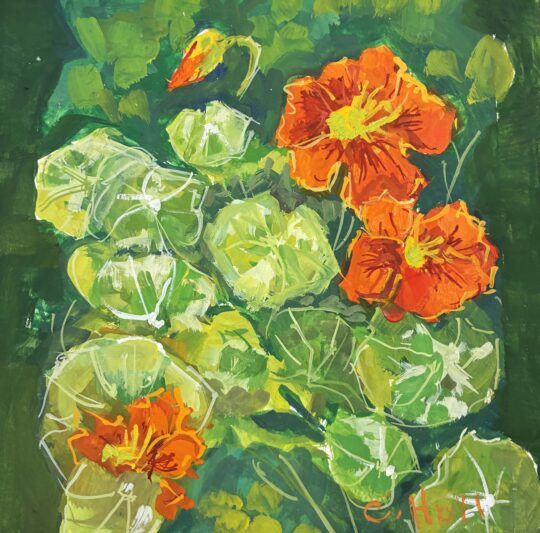 Nasturtiums