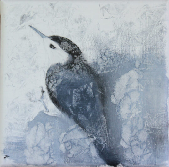 Nuthatch