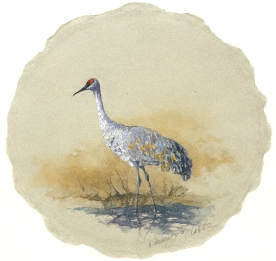 Sandhill Crane