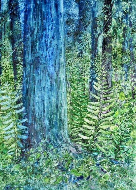 Forest Ferns